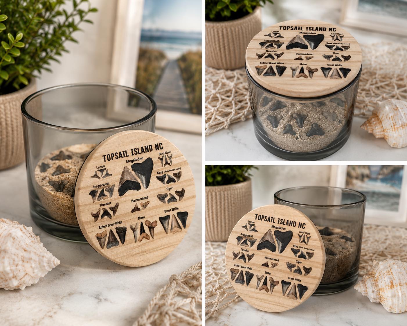 Shark Tooth Collector with Identifying Lid